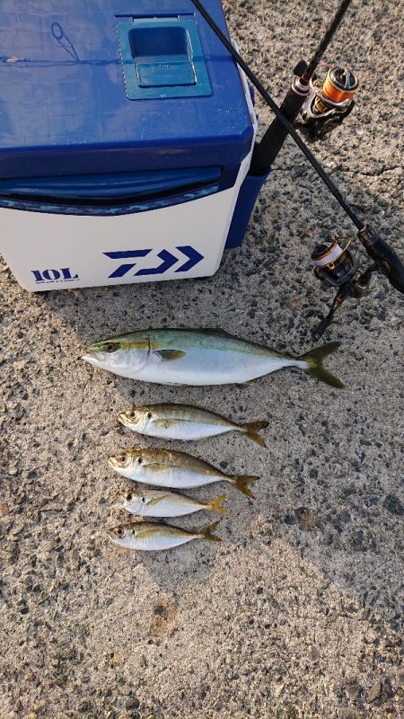 ハマチ？ツバス？