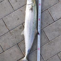 タチウオ&サゴシ