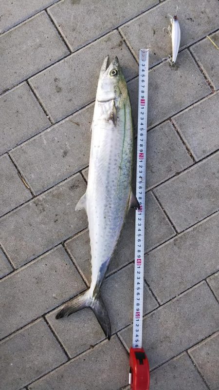 タチウオ&サゴシ