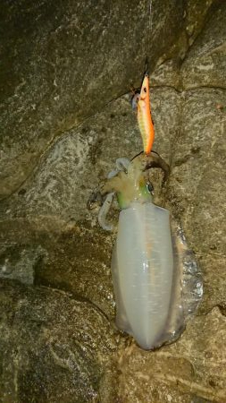 久しぶりの500オーバー