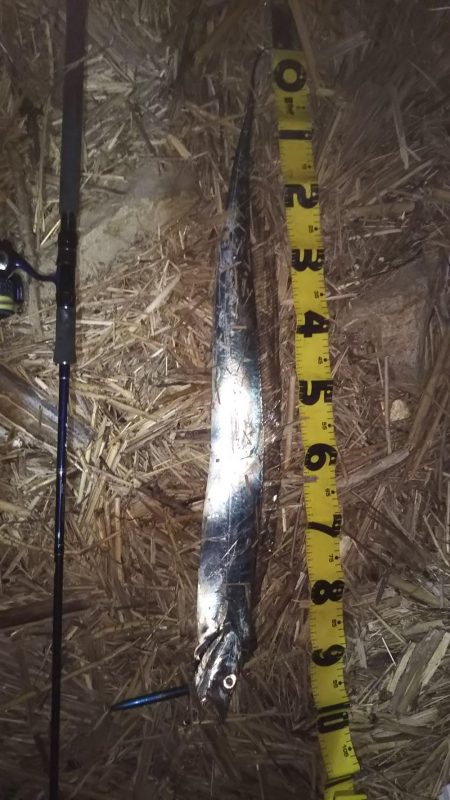 ぶらシーバス！！