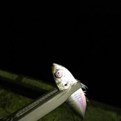 ナイト アジング