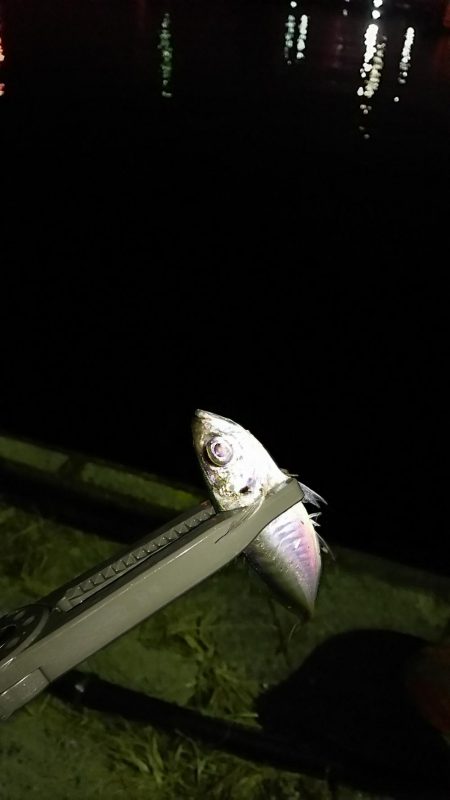 ナイト アジング