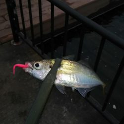 アジ釣り タチウオ釣り