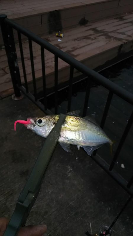 アジ釣り タチウオ釣り