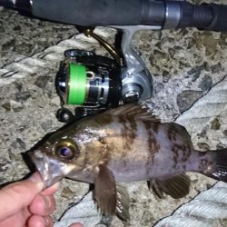 念願のメバリング!