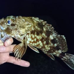 メバリング…メバルはどこに