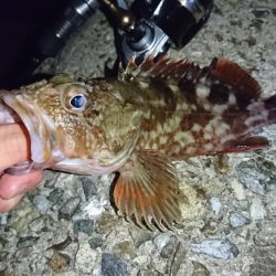 メバル!…よりガシラかな。