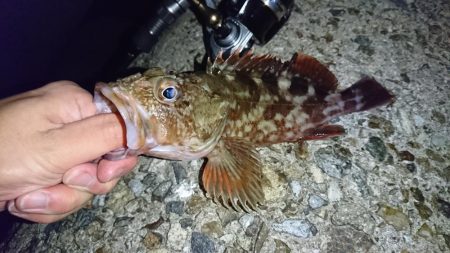 メバル!…よりガシラかな。