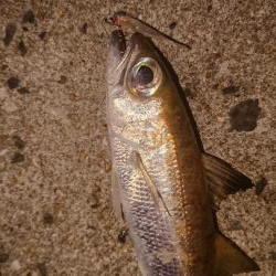 アジング&エギンク