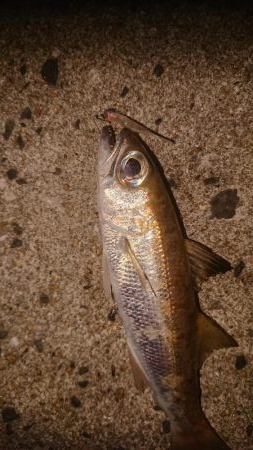 アジング&エギンク