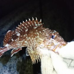 チャリコ地獄でもナイスガッシー！