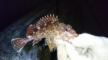 チャリコ地獄でもナイスガッシー！