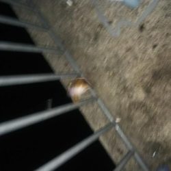 初の貝塚人工島