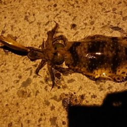 自然には勝てない、、、