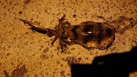 自然には勝てない、、、