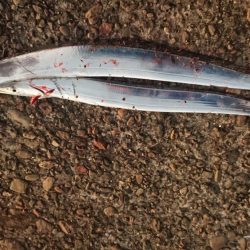 アタリはあるが細いのばっかり