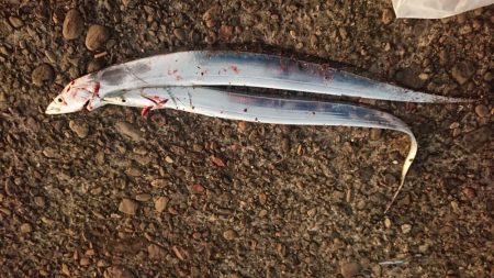 アタリはあるが細いのばっかり