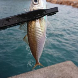 ショートアジング