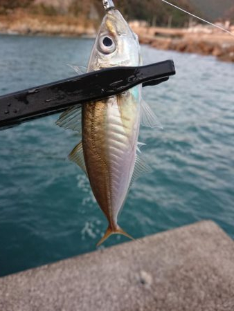 ショートアジング