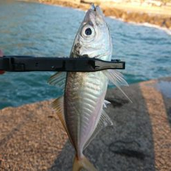 ショートアジング2