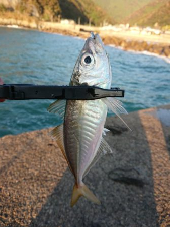 ショートアジング2