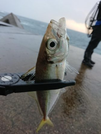 ショートアジング3