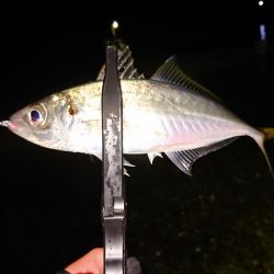 地合いに入れ食い