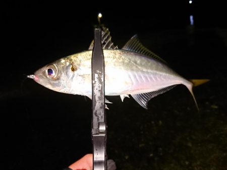 地合いに入れ食い