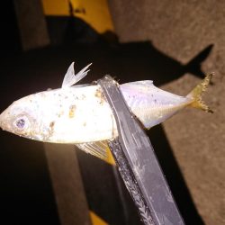 地合いに入れ食い