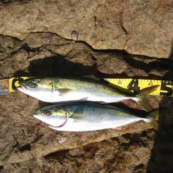 ｾｯﾄｱｯﾊﾟｰ