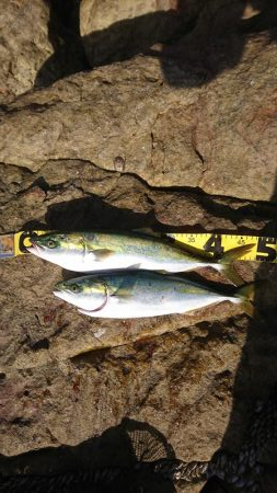 ｾｯﾄｱｯﾊﾟｰ