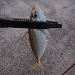 爆風！アジングっ！！