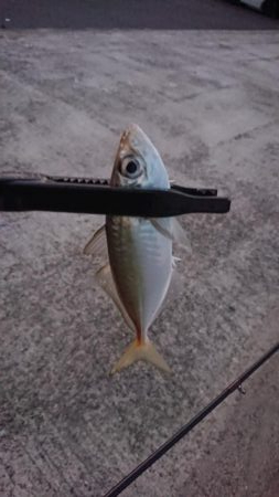 爆風！アジングっ！！