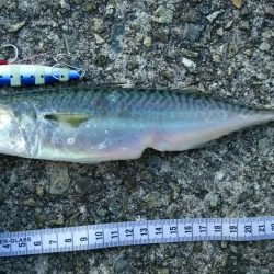 青物不発でなんとかタチウオゲット