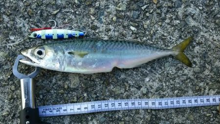 青物不発でなんとかタチウオゲット