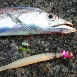 なんとかタチウオゲットなるもナブラ打ち不発