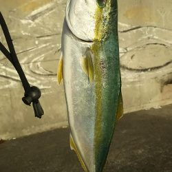 渋い中でハマチ、タチウオ