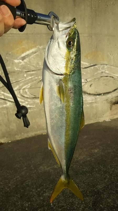 渋い中でハマチ、タチウオ