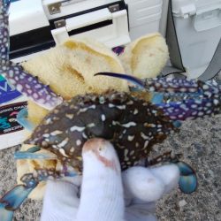 久々の淡路へ落ちギス調査