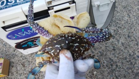 久々の淡路へ落ちギス調査