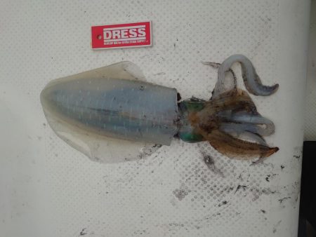 ボートエギング３