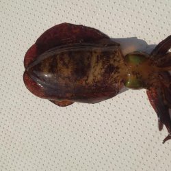 ボートエギング4