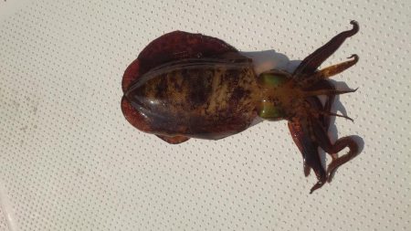 ボートエギング4