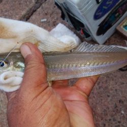 シーズン初のカレイが釣れました