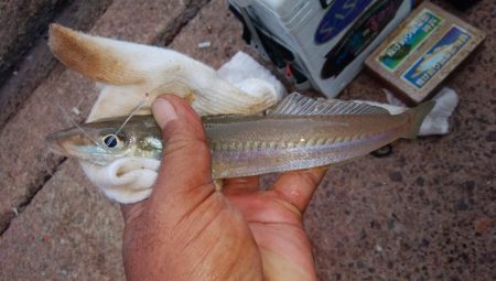 シーズン初のカレイが釣れました