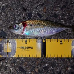 イカは諦めアジを釣る！