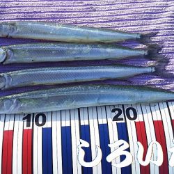 昨日の復習。チヌ釣りのはずが見えるサヨリを釣ってたら・・・