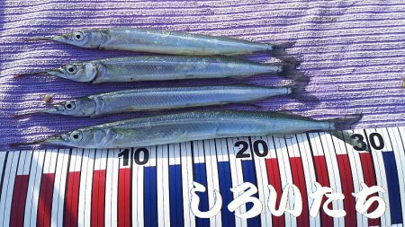 昨日の復習。チヌ釣りのはずが見えるサヨリを釣ってたら・・・