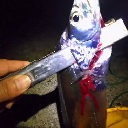 今週も２２時からでタチウオ１４匹でした。